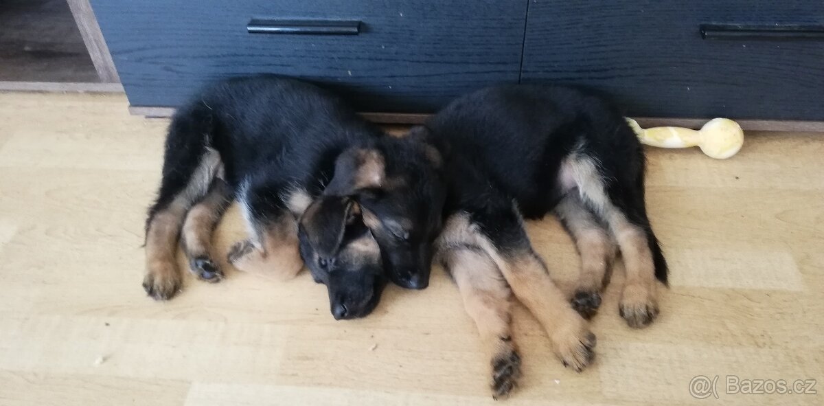 Nemecky ovčák typu Rex(štěňata) - 8