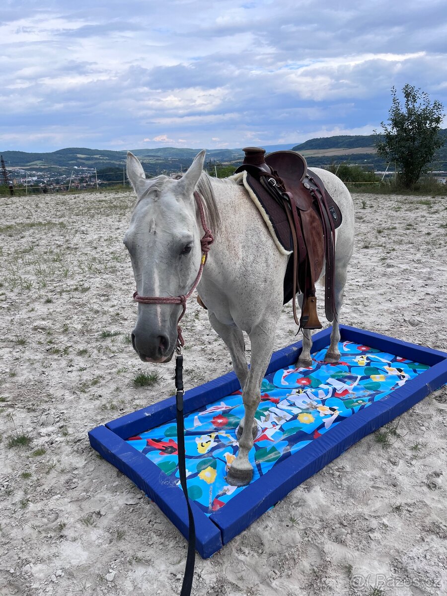 Prodám valacha qh - 8