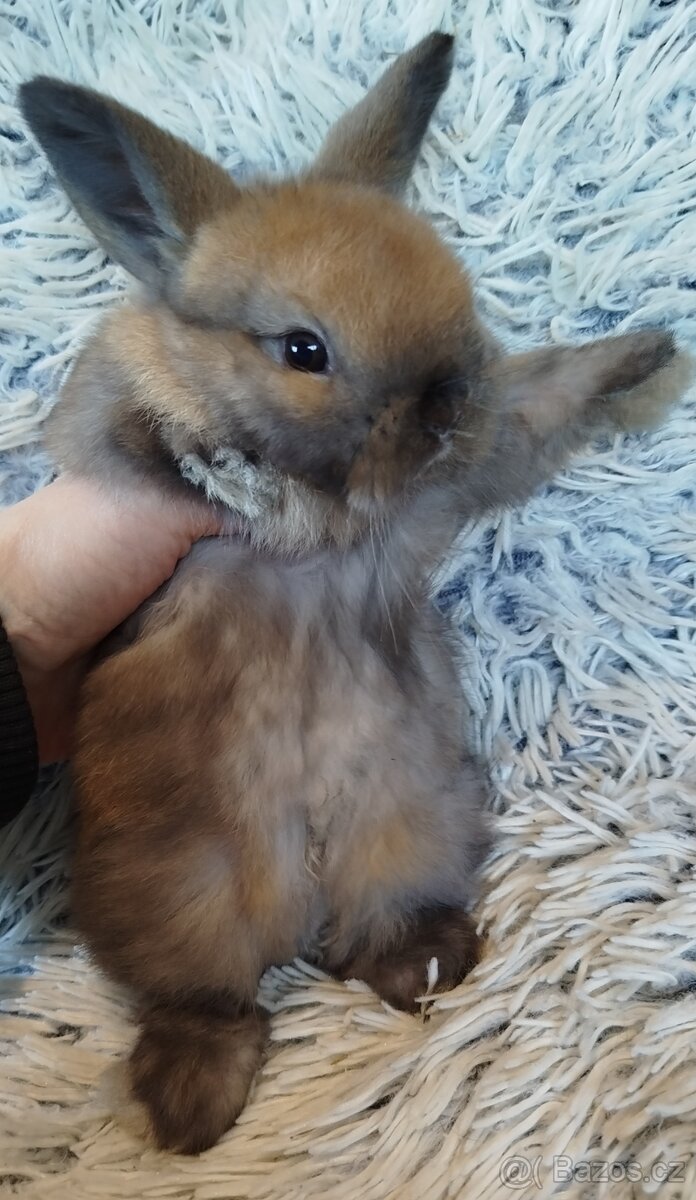 Minilop - anglický zakrslý beránek s VP - 8