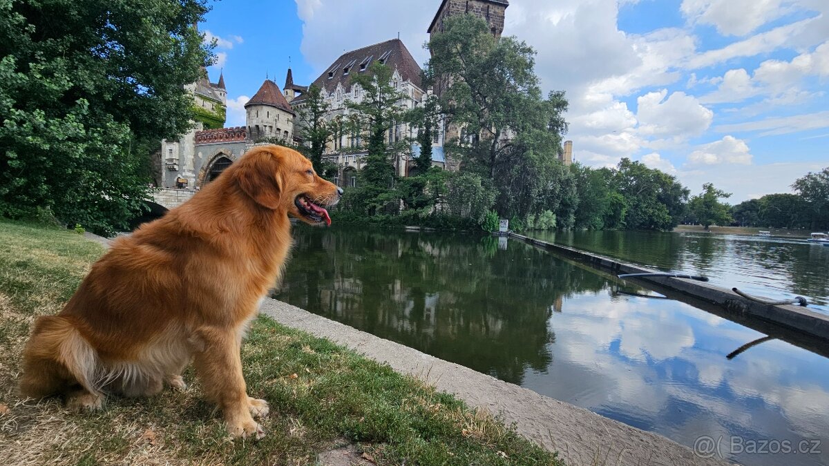 Krytí - Zlatý retrívr - 8