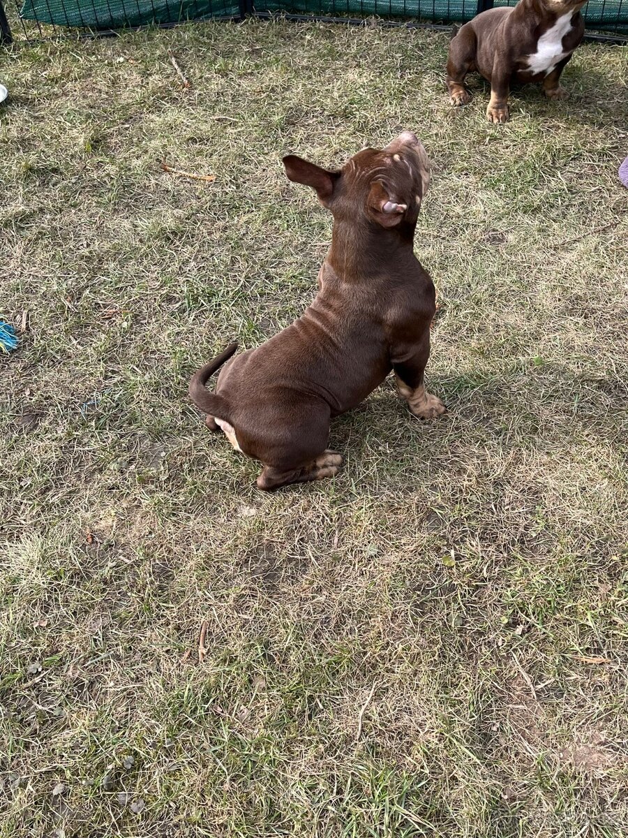 American Bully Micro/exotik s PP i bez PP - 8