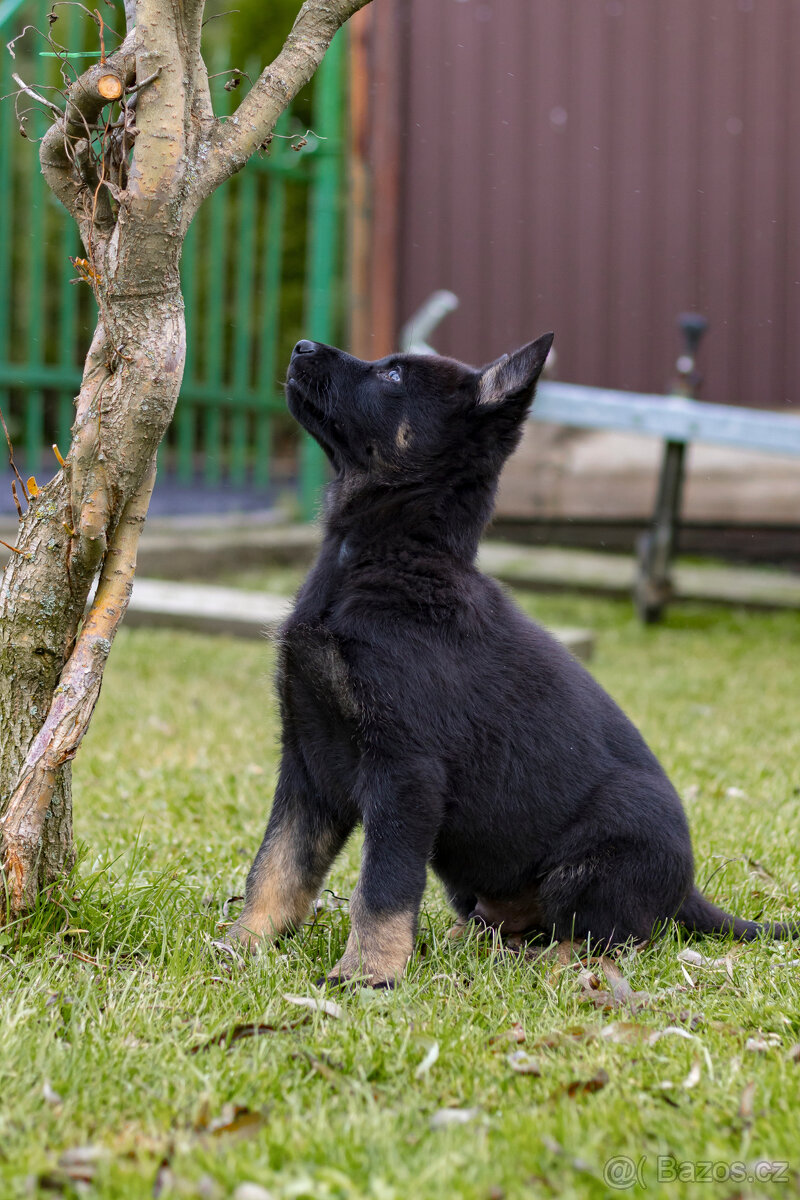 Německý ovčák - pejsek s PP - 8