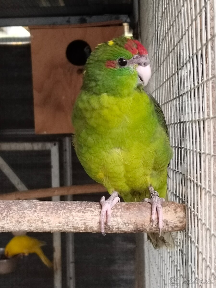 Kakariky,korela,andulka - 8