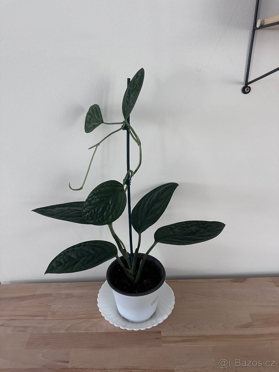 Monstera karstenianum 'Peru' - 8