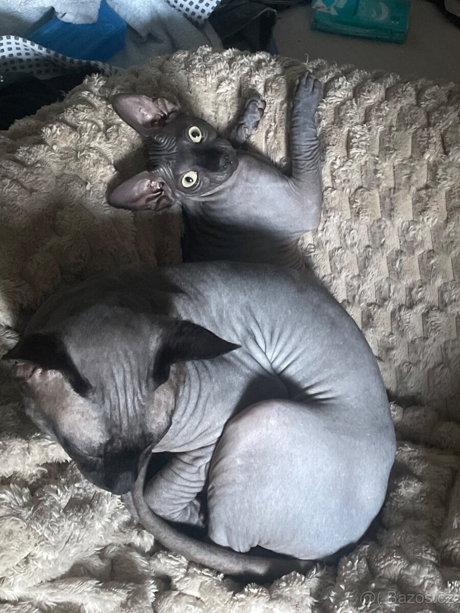 Kocour ke krytí Sphynx kanadský - 8