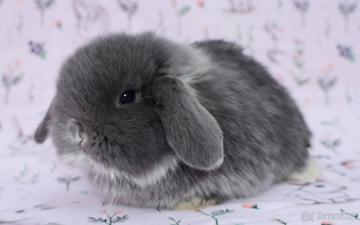 NHD beránek samička - 8