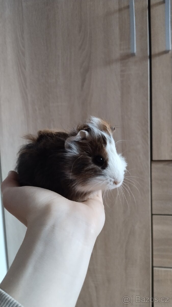 Morče, morčata, morčátka - 8