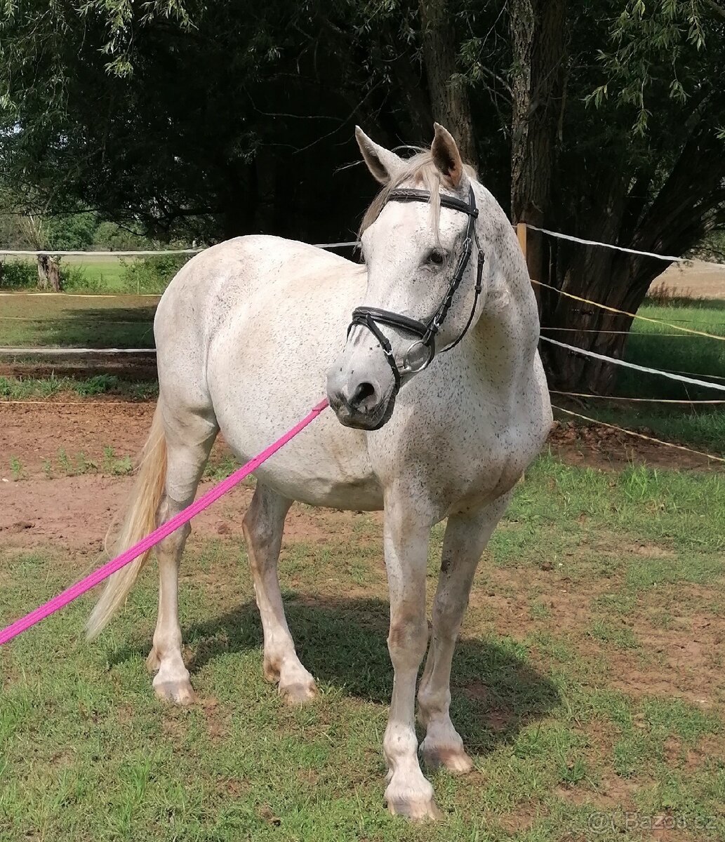 Březí kobyla WPBr - 8