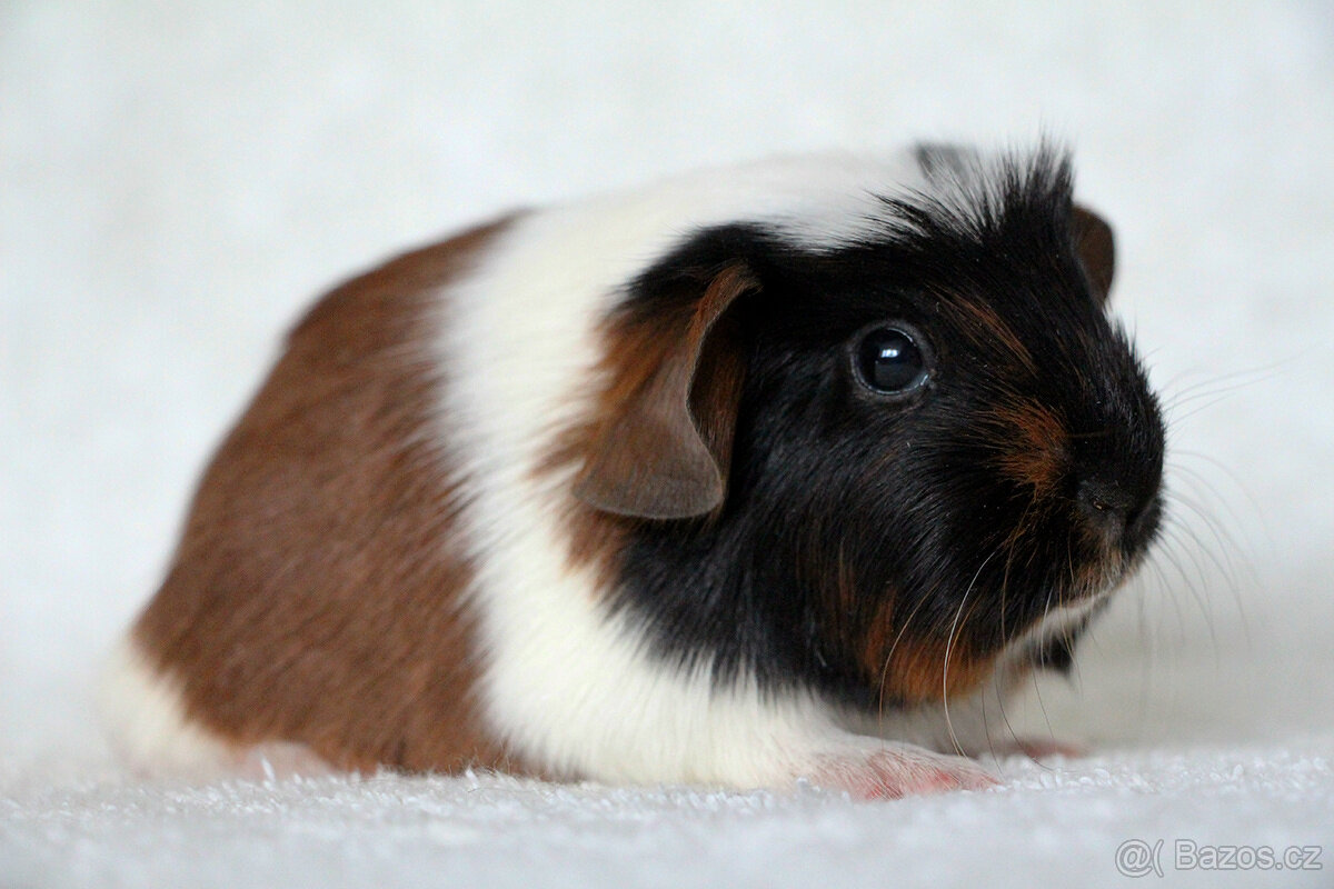 Morče, morčátko, morčata s PP - krátkosrstá - 8