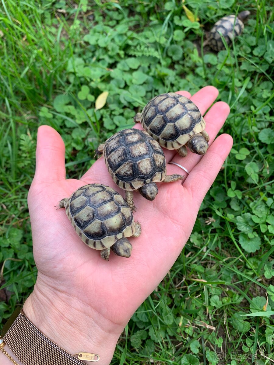 Želva suchozemská - zelenavá, stepní, vroubená, žlutohnědá - 8