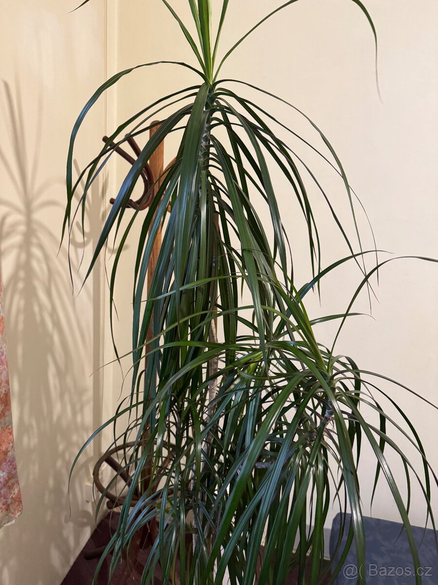 Květina Dracaena Marginata - Dračinec (Dracena) - 8