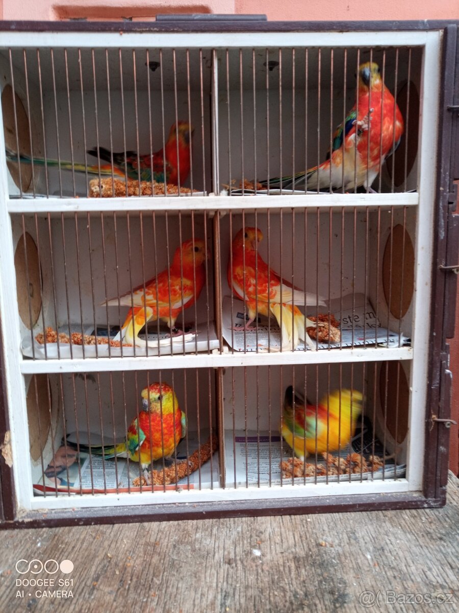 Papoušek zpěvavý - 8