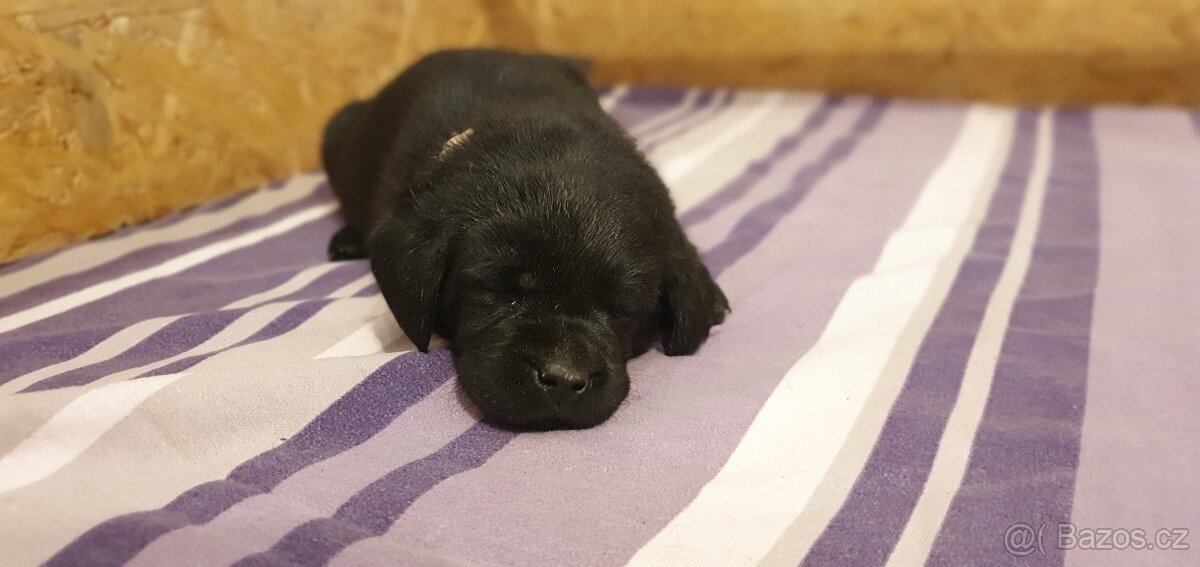 Labrador - černá a smetanová štěňátka - 8