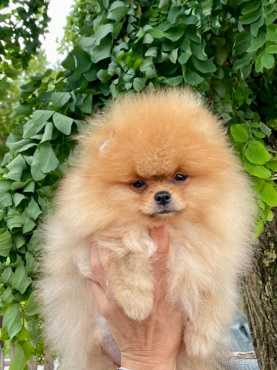 POMERANIAN S PP FCI - ch.s. z Malebného povltaví - 8