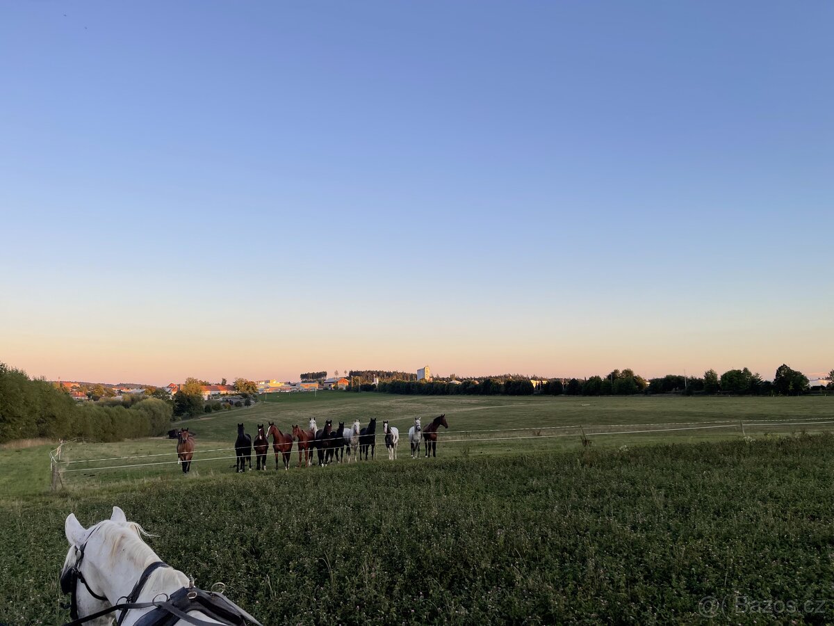 HŘÍBÁRNA NA EDENU - 8