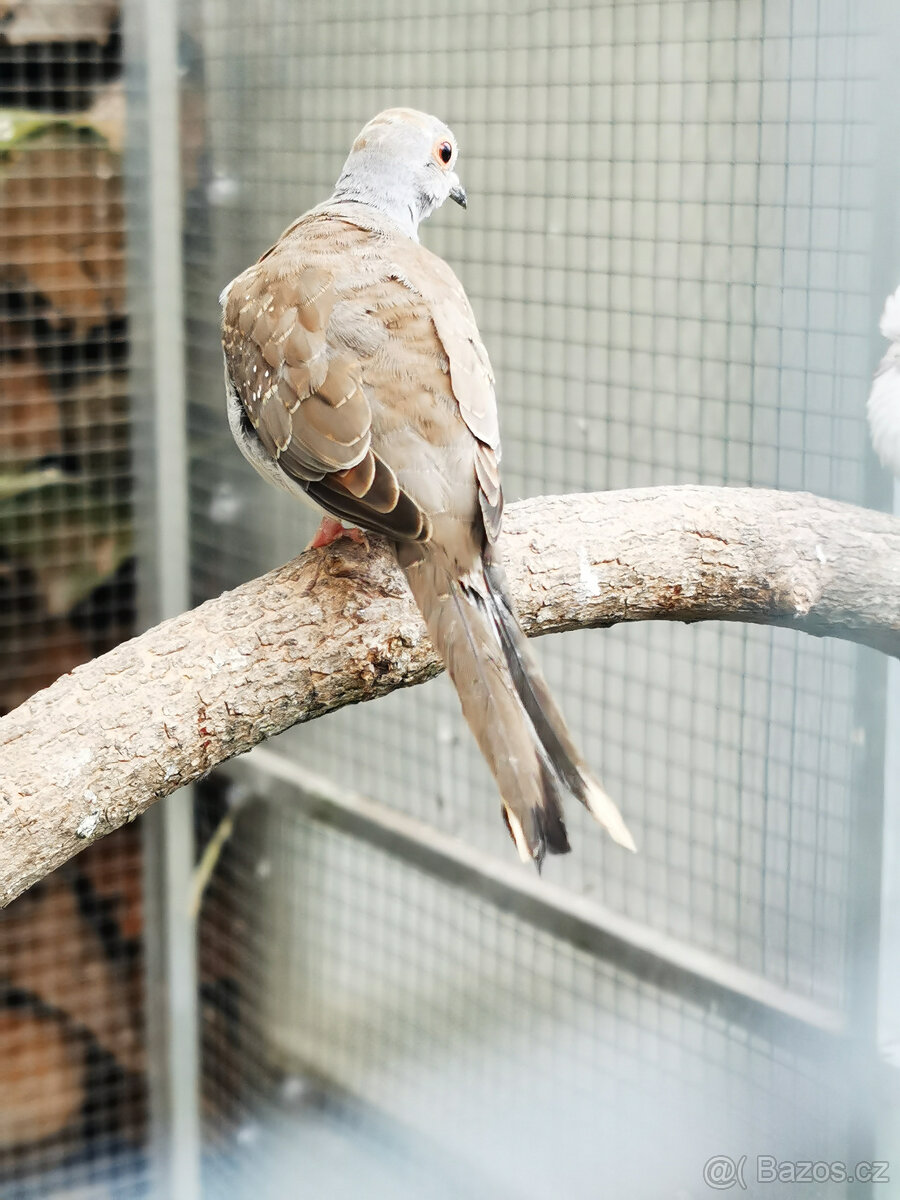 Holoubek diamantový straky 2025 - 8