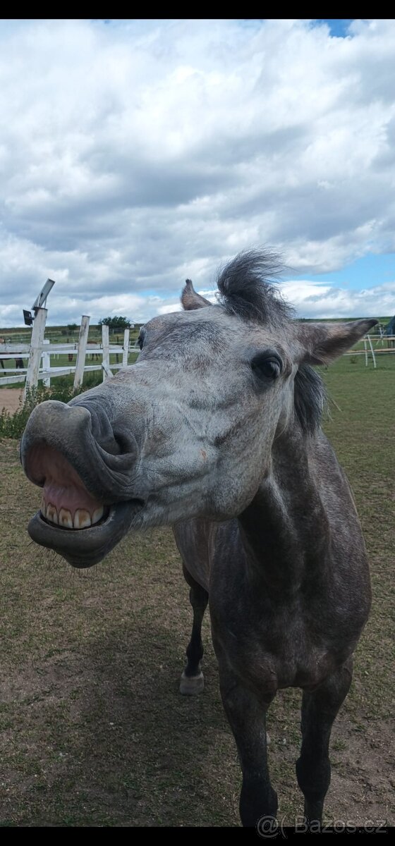 Teplokrevny valach 5 let - 8