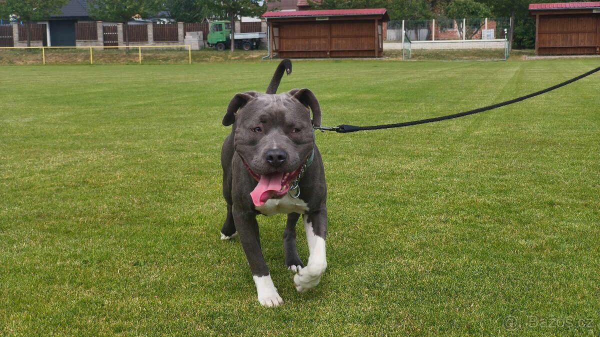 American bully - 8