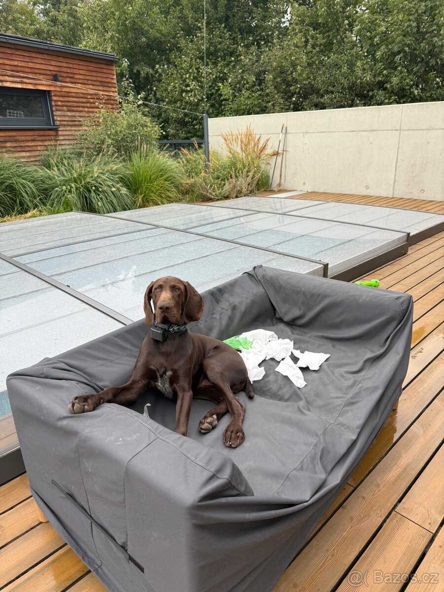 Německý ohař krátkosrstý hnědý - 8