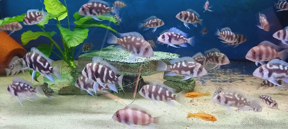 Odchovy Tanganyika - 8