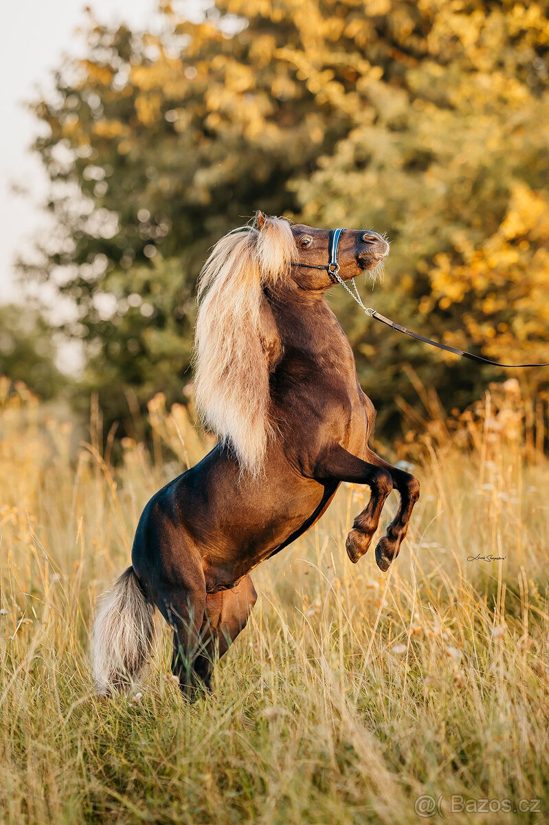 Americký miniaturní kůň , AMHA -minihorse - 8