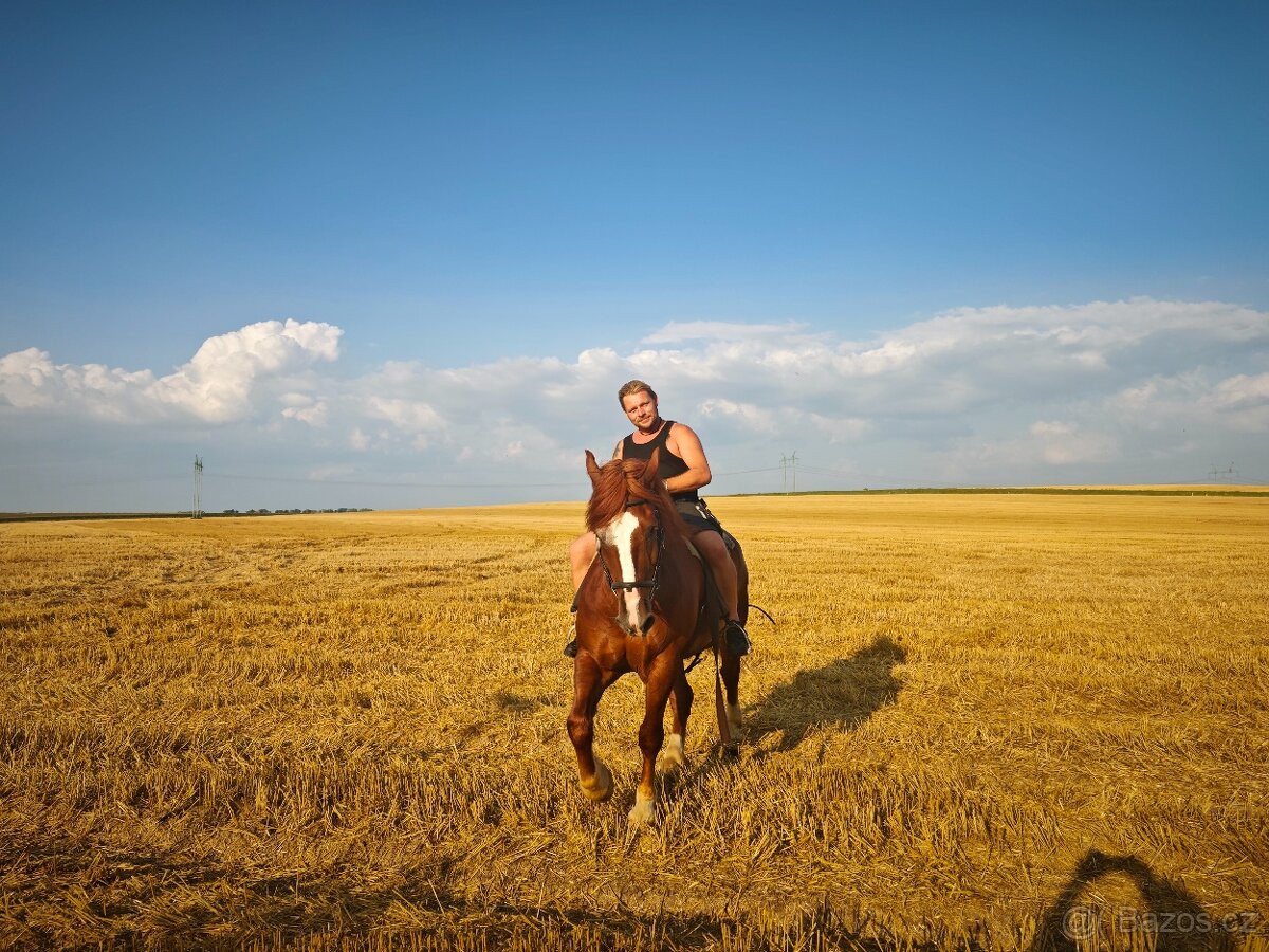 Chladnokrevný kůň - 8