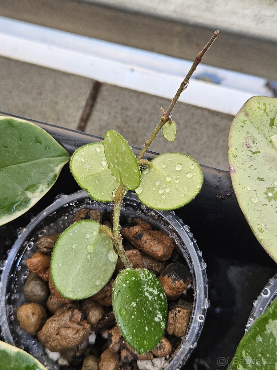 Hoya, voskovka - pokojová rostlina různé - 8