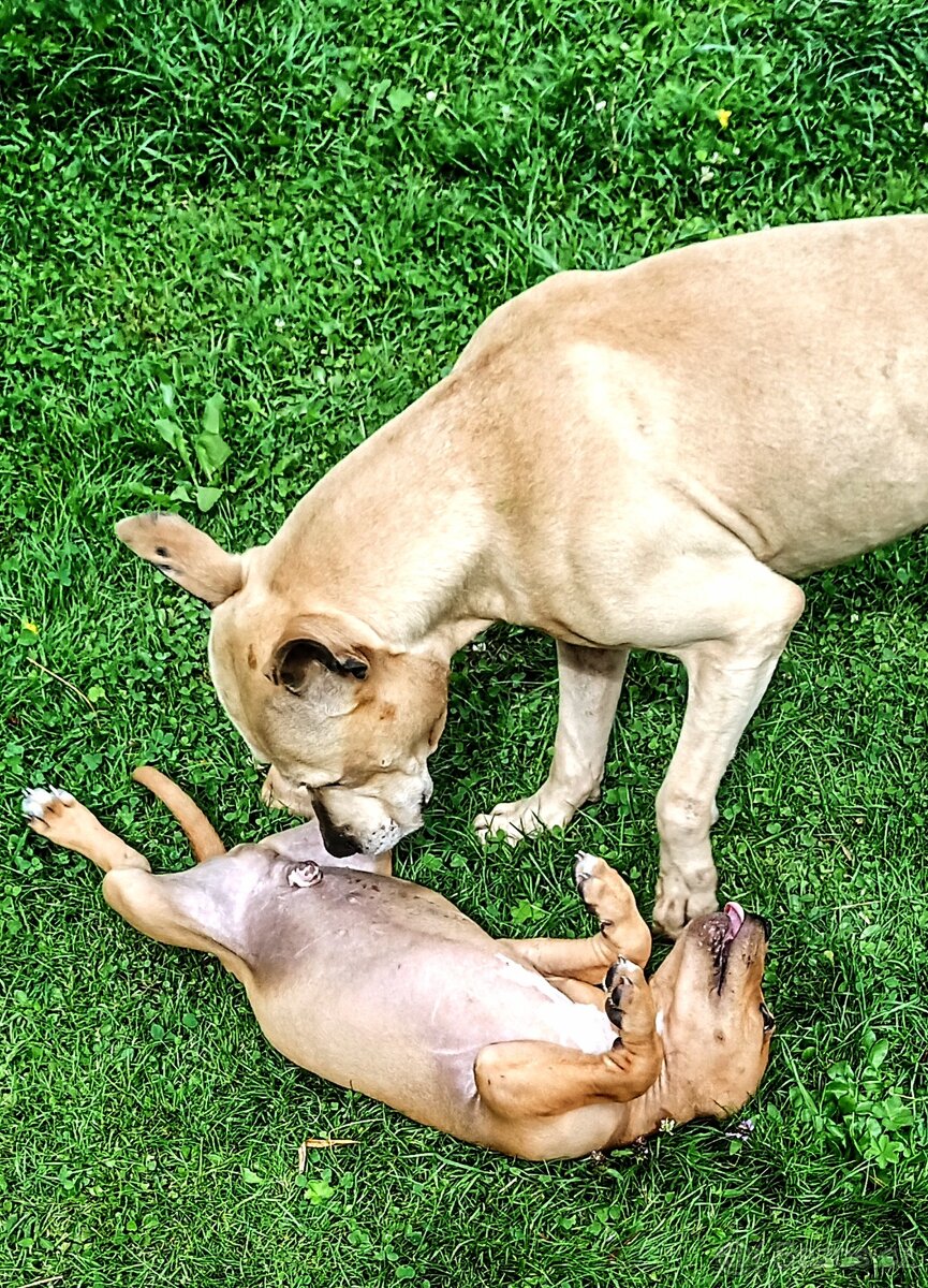 Nabízím Pitbulla s PP APBT na krytí. - 8