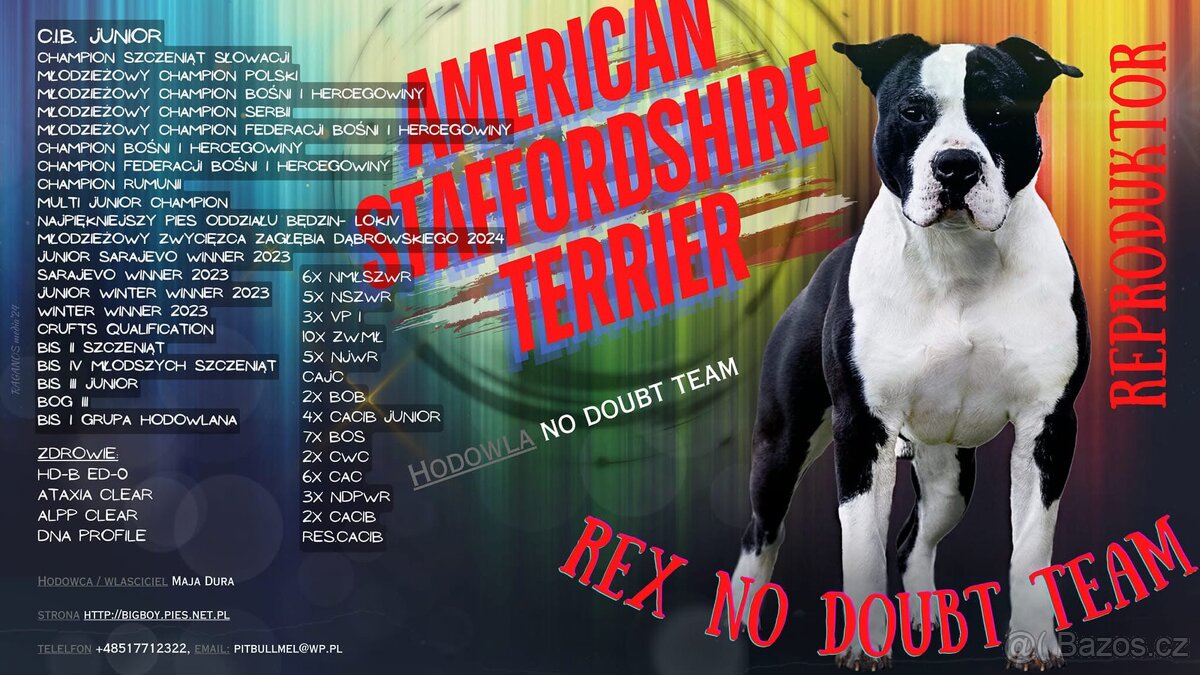 Americký stafordšírský teriér s PP pejsek 1 - 8