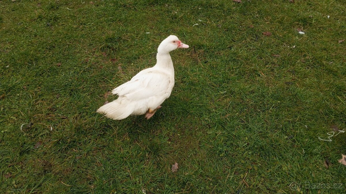 Kachna pižmová - 8