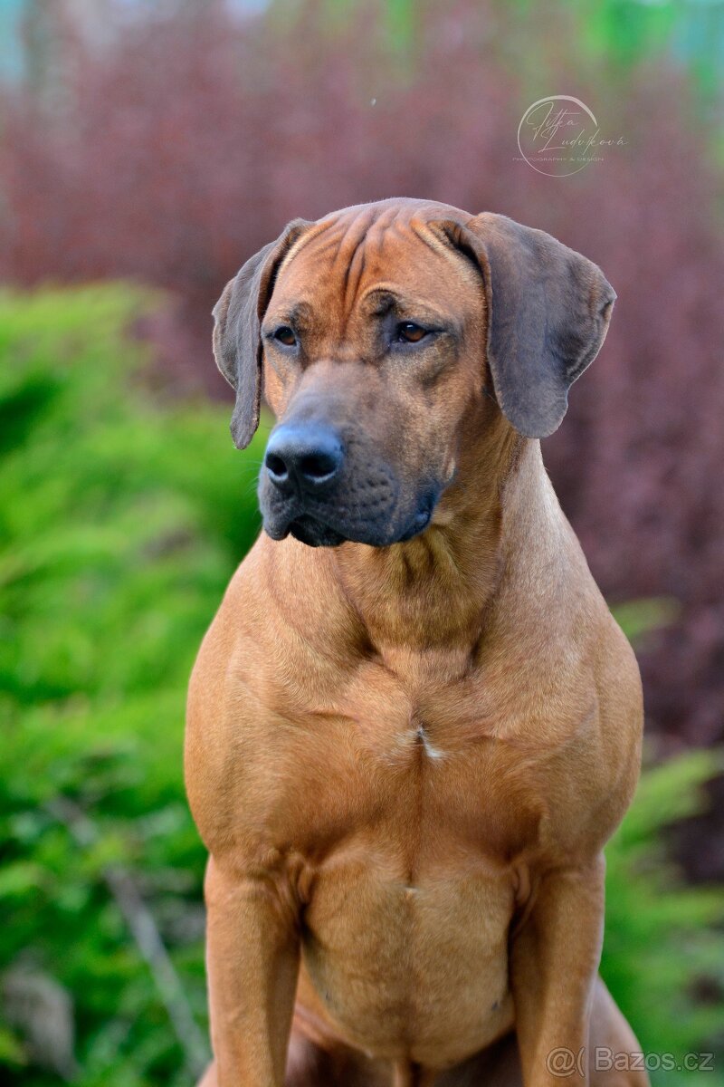 Rhodézský ridgeback s PP -krytí - 8