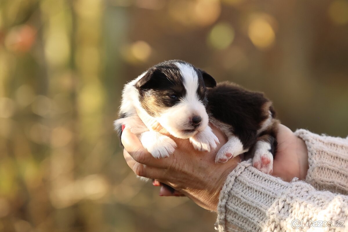 Australský ovčák - Nandor Cofi Capito - 8