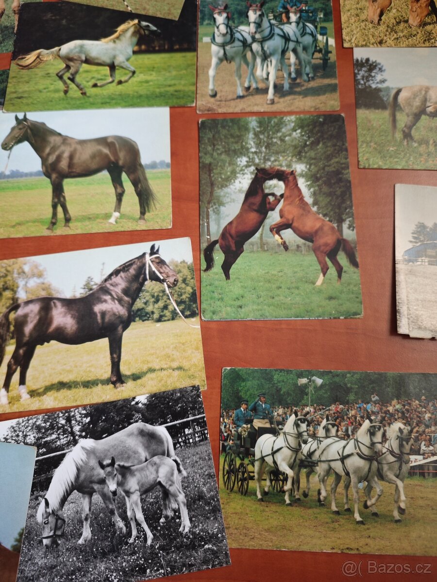 Pohlednice koní, 62ks - 8