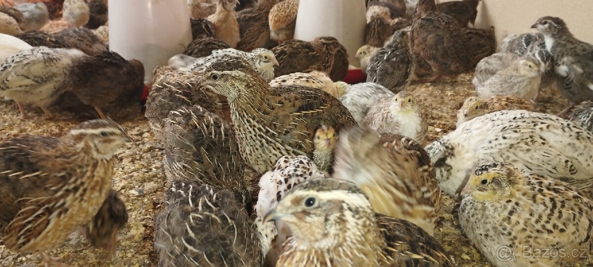 Křepelka slepice - 8