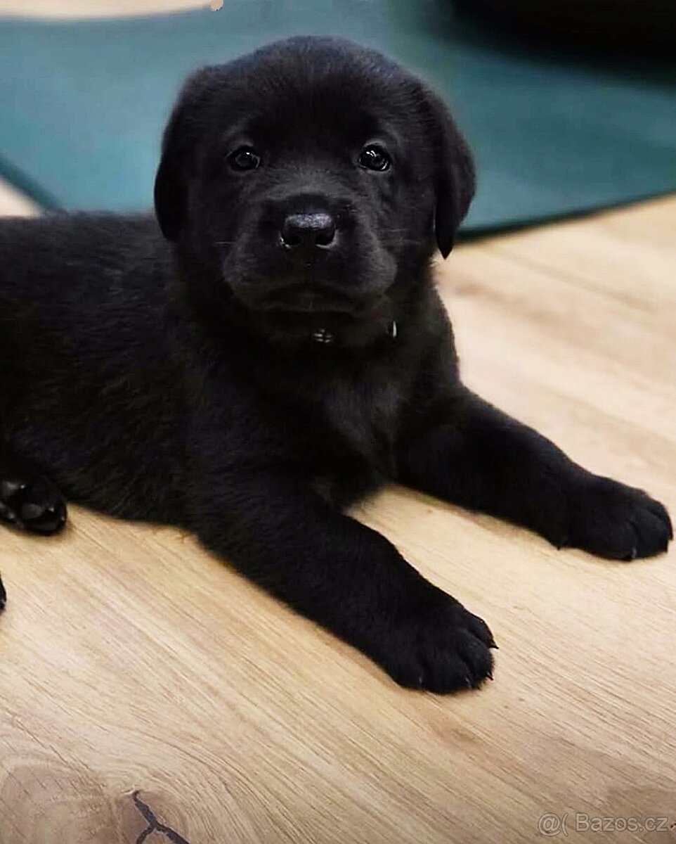 REZERVACE Labradorský Retriever s PP - 8