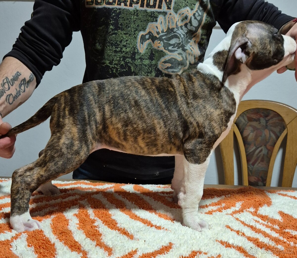 Americký stafordšírský teriér - 8