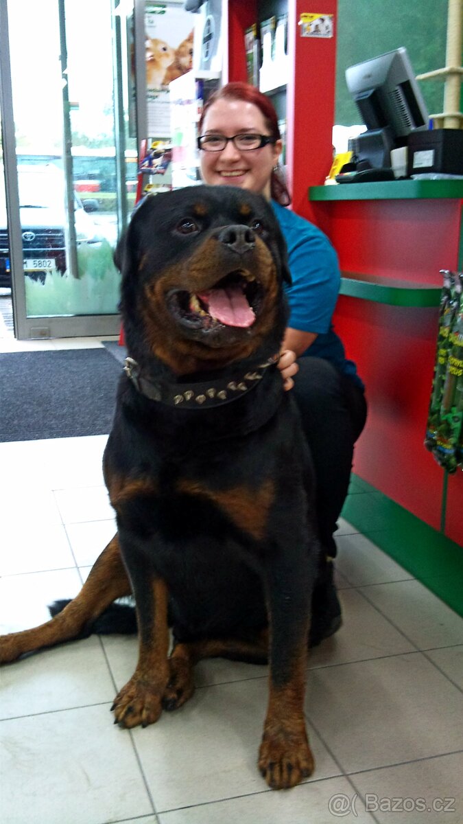 Rotvajler, rottweiler, RTW s PP - 8