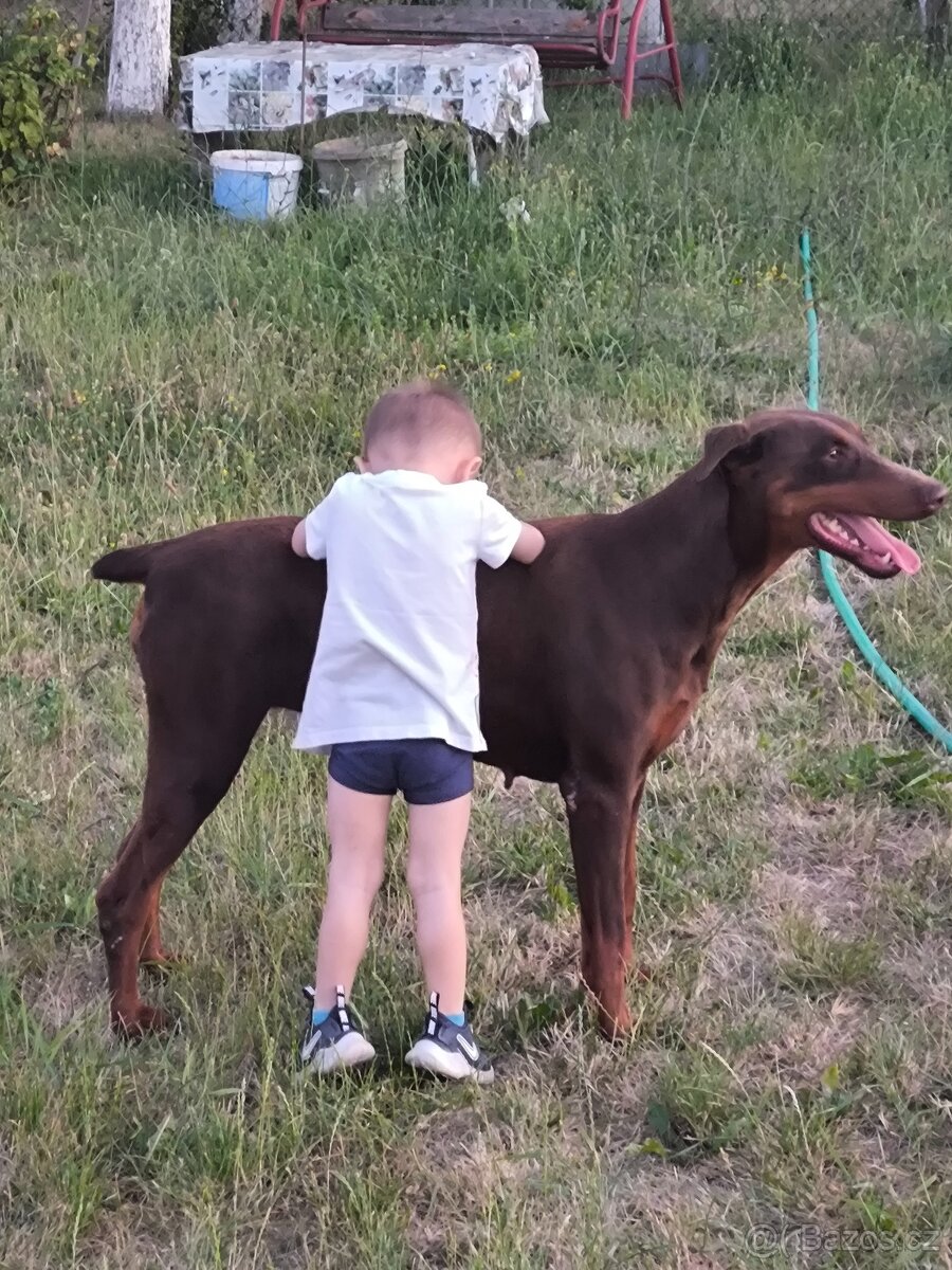 Dobrman - 8