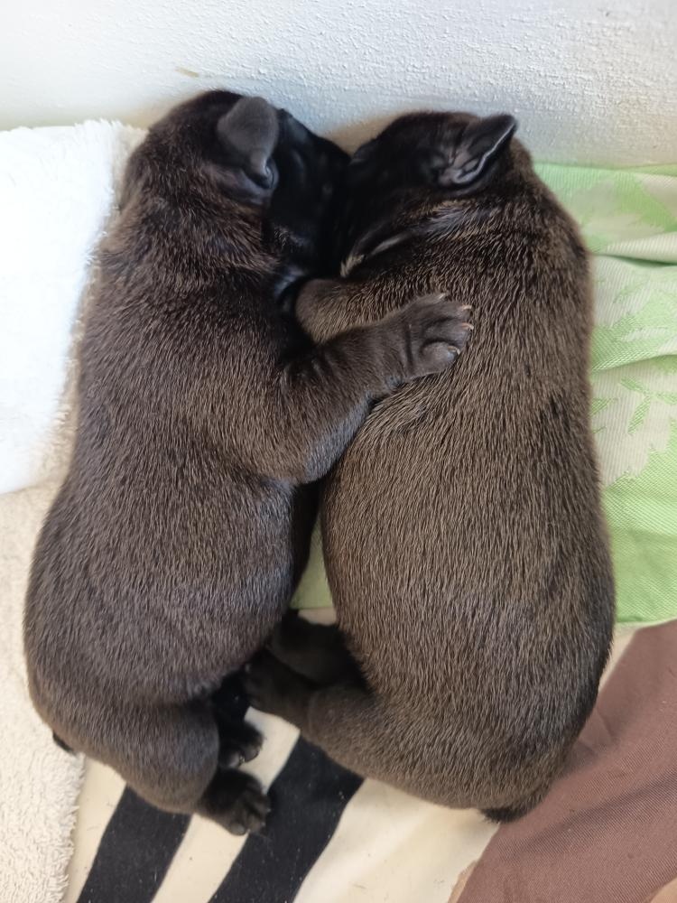 Francouzský buldoček štěňata - 8