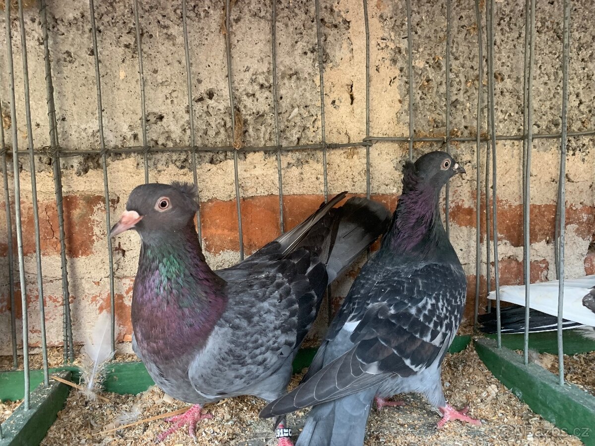 Srbsky vysokoletec - 8