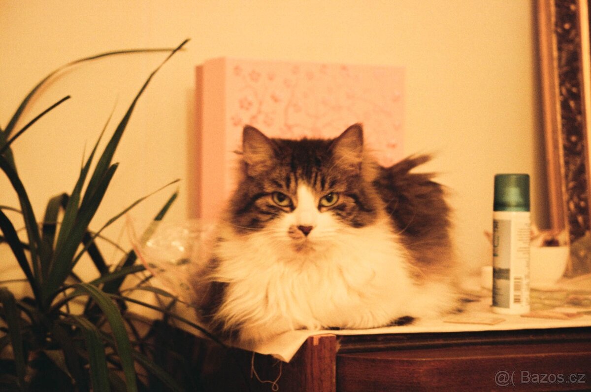 Canon AE-1 Program + Canon FD 50mm f/1.8 - 8