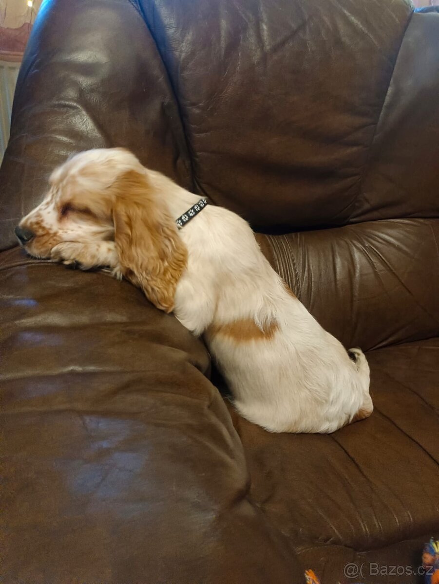 Anglický kokršpaněl barevný kluci - 8