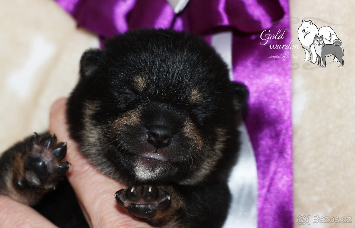 Shiba štěňata s PP/ FCI - 8