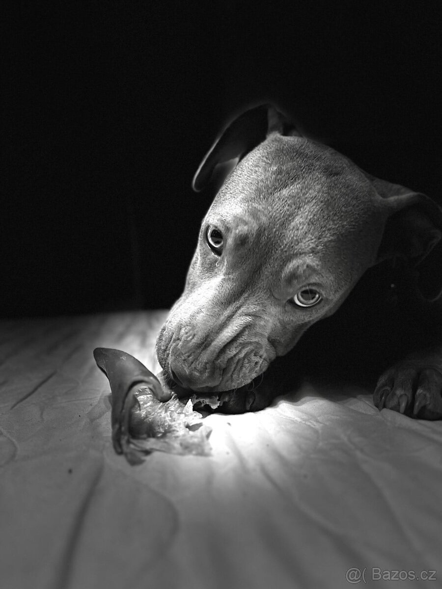 Americký pitbulterier s PP silverfawn rarita - 8