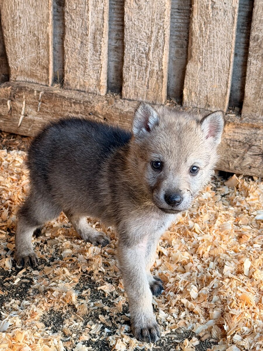 Československý vlčák s PP - 8