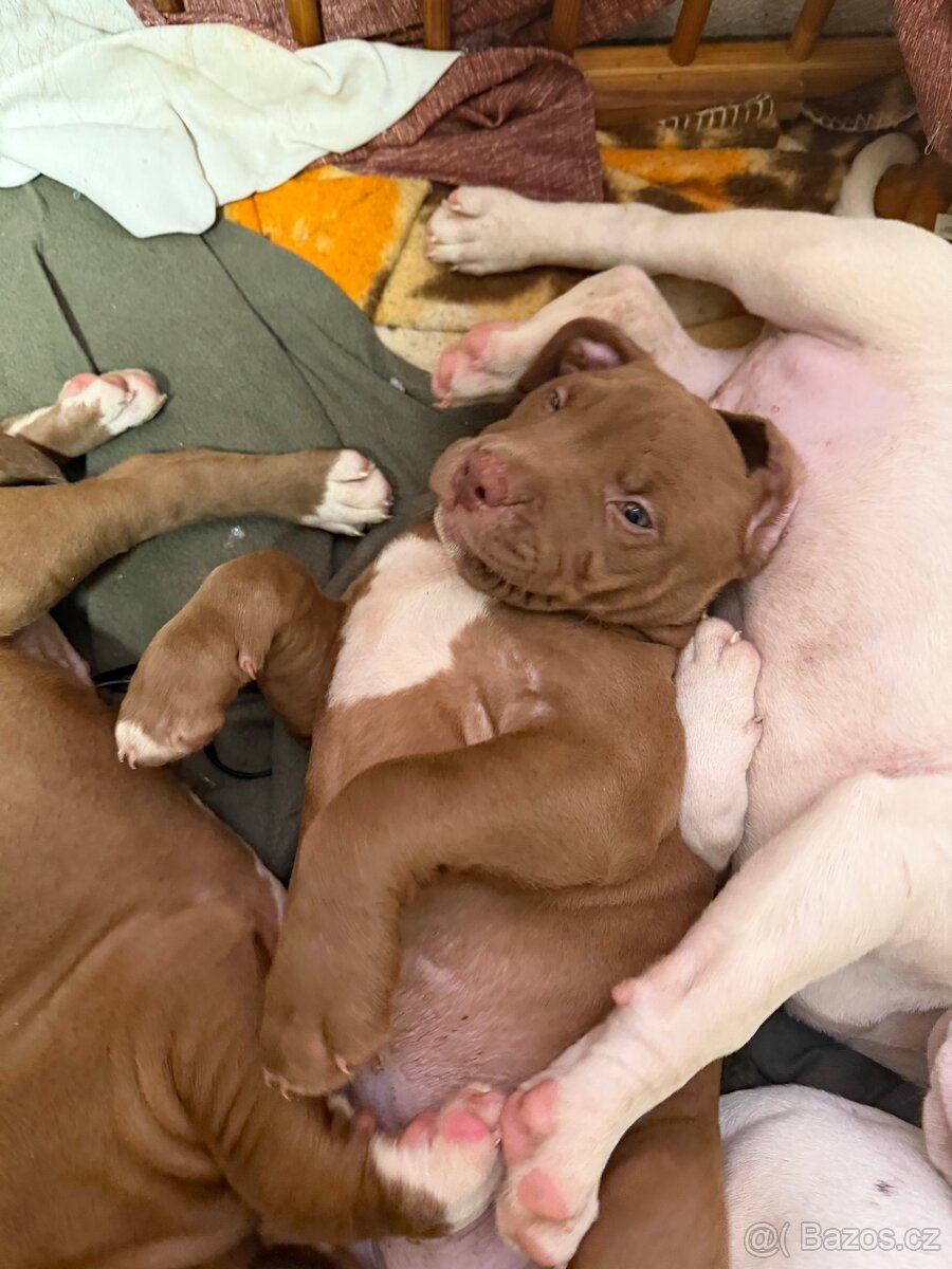 American bully Xl - 8