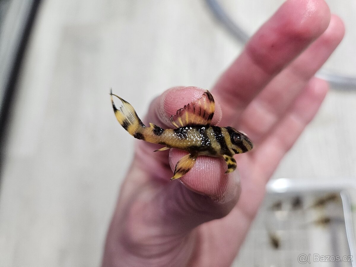 L 333 Gold line AAA - odchov - 8