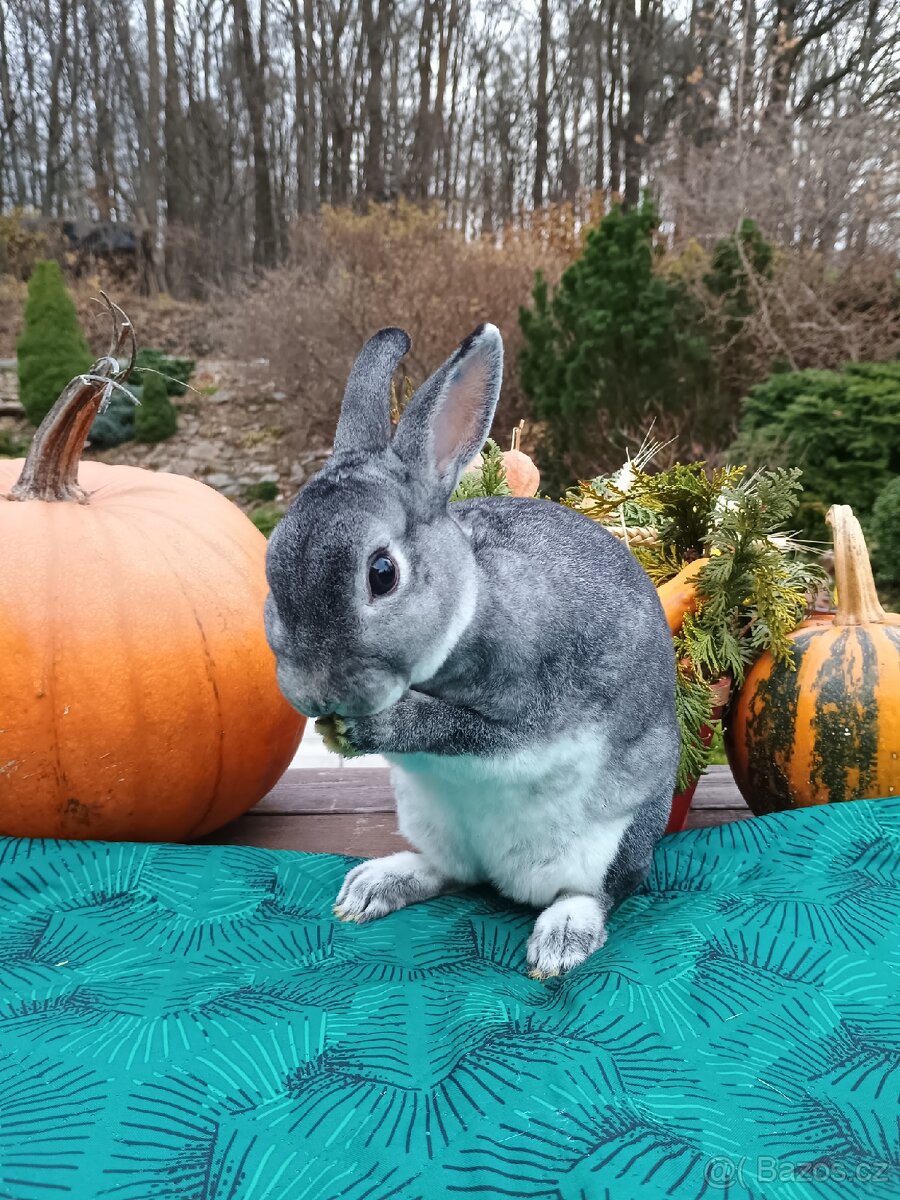 Zakrslý rex činčilový samička 94b - 8