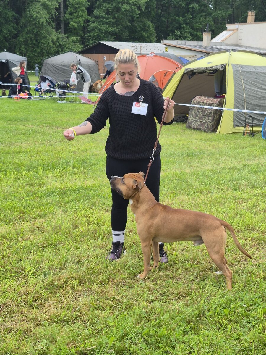 Americký stafordšírský teriér ke krytí - 8