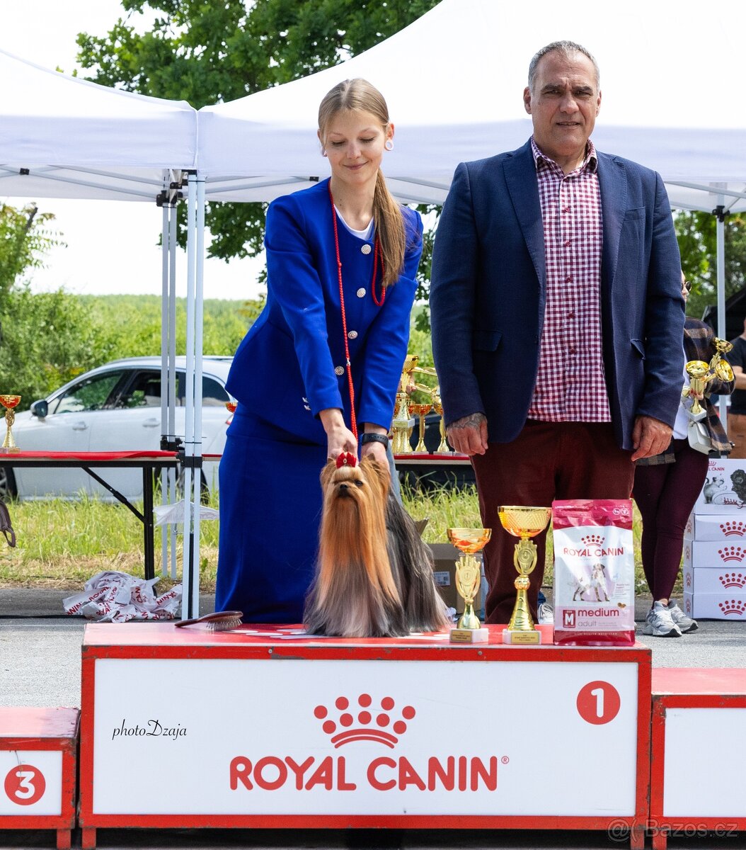 Jorkšírsky teriér s PP FCI, fenečka - 8